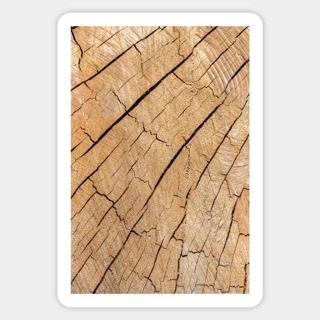 Natural wooden texture Sticker by textural
